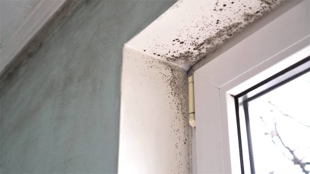 Best Office Mold Removal Services  in Lubeck, WV