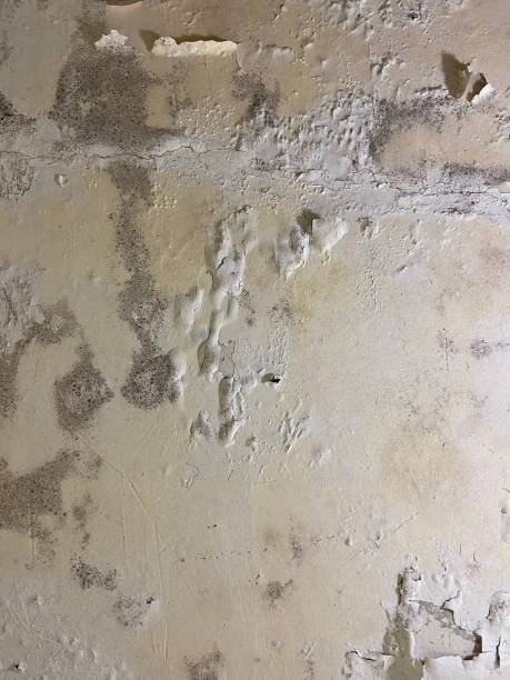 Best Same-Day Mold Removal  in Lubeck, WV